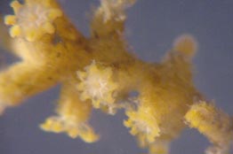 Polyps of Bebryce grandis, live specimen