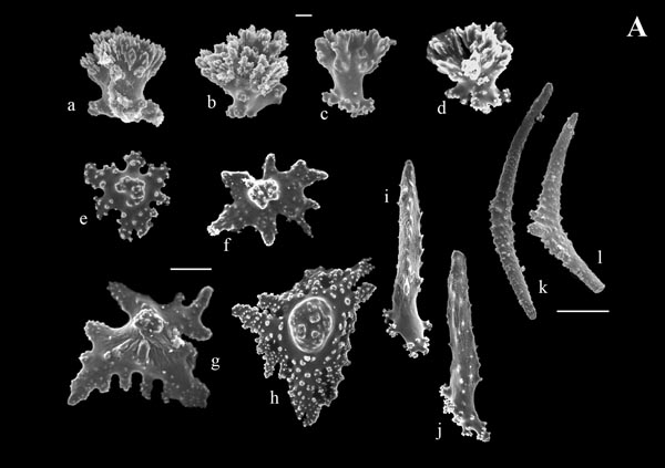 sclerites of Bebryce cinerea