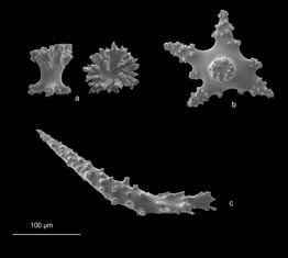 Sclerites of Bebryce parastellata