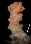 Bellonella rubistella, showing base attached to substrate