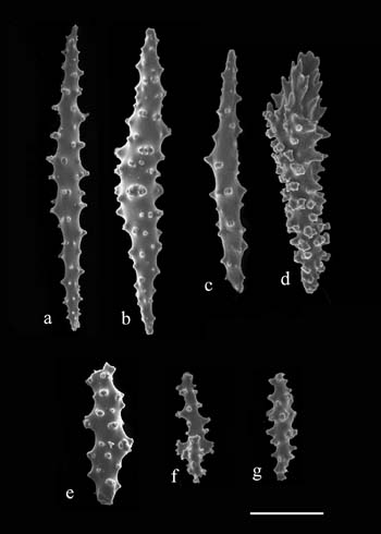 Bellonella rubistella (S2363) sclerites. a) needle from anthocodia; b-g) spindles from coenchyme