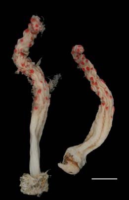 Bellonella rubistella, preserved specimen (USNM 55376) from Venezuela, showing red calyces Bellonella rubistella, preserved specimen (USNM 55376) from Venezuela, showing red calyces