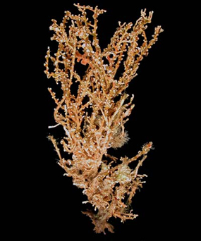 Colony of Carijoa riisei (preserved specimen)