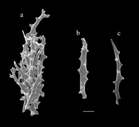 Thorny sclerites of Carijoa riisei