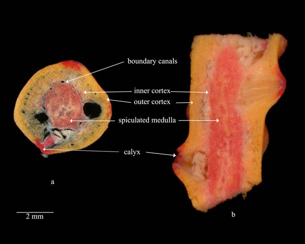 Figure 8. Horizontal (a) and longitudinal (b) cross sections of anthothelid Diodogorgia nodulifera, showing cortical layers and axis.