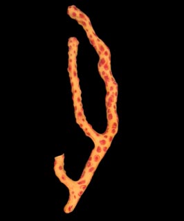 Diodogorgia nodulifera, colony shape