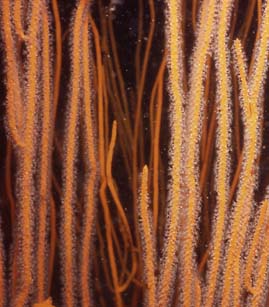 Branches and expanded polyps of Leptogorgia virgulata, in situ