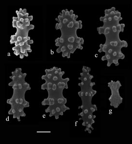 Sclerites of Ellisella barbadensis (USNM 50395); a-e)double heads from coenchyme; f) flattened double cone from calyx; g) small flattened rod from polyp