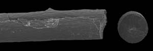 calicified, solid axis of Ellisella barbadensis calicified, solid axis of Ellisella barbadensis