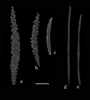 Sclerites of Iciligorgia schrammi (S2697). a-c)spindles from cortex; d-e) needles from medulla