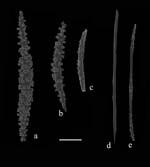 Iciligorgia schrammi, cortical and medular sclerites