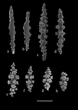 Sclerites of Leptogorgia cardinalis (USNM 72437); a,b) anthocodial rods; c,d) elongate spindles from coenchyme; e-h) small spindles from coenchyme