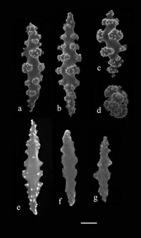 acute spindles of Leptogorgia punicea