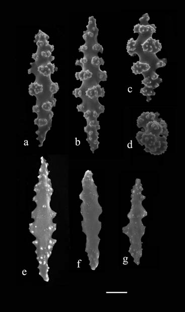 Leptogorgia punicea (USNM 61096); a-c) spindles from coenchyme; d) radiate from coenchyme; e-g) anthocodial rods 