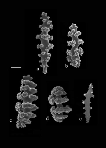 Leptogorgia setacea (S2123); a, b) spindles from coenchyme; c, d) disk spindles from coenchyme; e) anthocodial rod