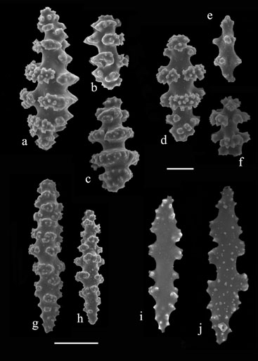 Leptogorgia euryale (S425); a-c) disc spindles from coenchyme; d-f) spindles from coenchyme; g, h) large spindles from coenchyme; i, j) flat rods from anthocodia