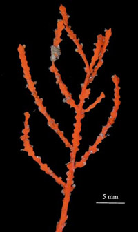 branching colony of Leptogorgia cardinalis