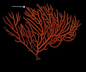 Leptogorgia hebes, showing lack of primary polyps