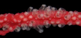 Leptogorgia virgulata, live specimen, with partially expanded polyps