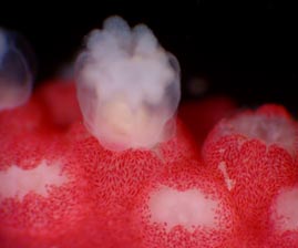 Contractile and retractile polyps of Leptogorgia virgulata (live specimen) showing orientation of sclerites in coenchyme