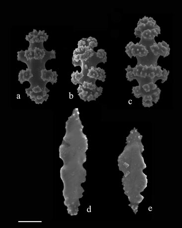 Sclerites of Leptogorgia hebes (S1863)