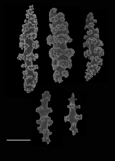 Cortical sclerites of Leptogorgia virgulata (S2713