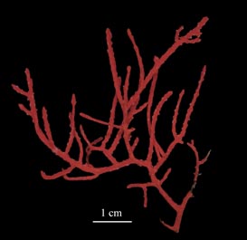 Leptogorgia punicea, preserved specimen (S2743), showing branching of colony