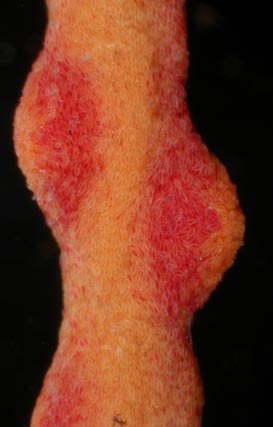 Leptogorgia euryale (preserved specimen) showing calyces and orientation of sclerites