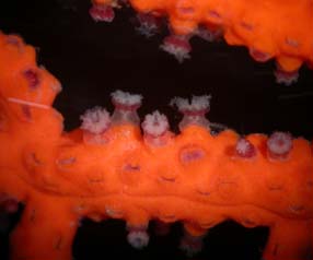 Stem and polyps of Leptogorgia hebes, live specimen