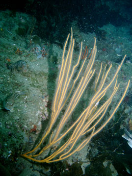 whiplike colony of Leptogorgia virgulata