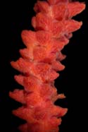 Muricea pendula