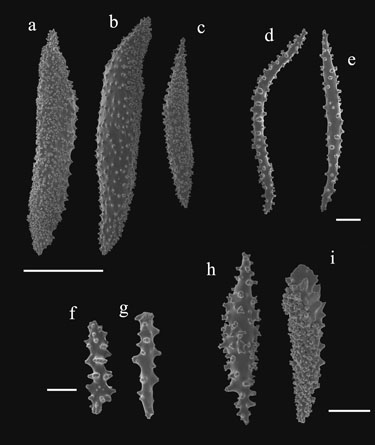 Muricea pendula (S1328); a-c) large spindles from operculum; d,e) elongate spindles from coenchyme; f, g) small spindles from inner coenchyme ; h, i) spindles from coenchyme