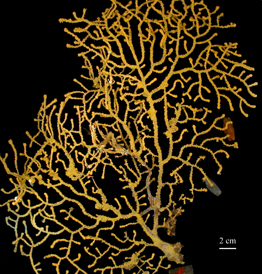 Figure 1. Placogorgia sp, live specimen (SERTC 2922). Scale bar = 2 cm