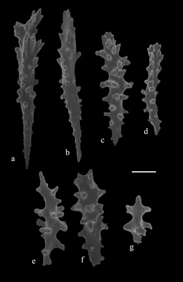 Pseudodrifa nigra (USNM 55234). a,b) foliated clubs from polyp wall; c-g) = sclerites from body wall