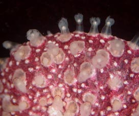 Renilla reniformis frond with expanded polyps.