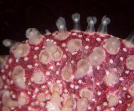Renilla reniformis frond with expanded polyps. Renilla reniformis frond with expanded polyps.