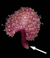Renilla reniformis, showing peduncle Renilla reniformis, showing peduncle