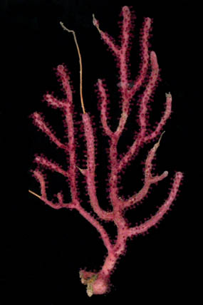 Colony of Thesea nivea with expanded polyps (live specimen, S2695)