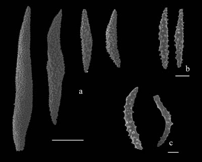 Scleracis guadalupensis sclerites (USNM 61244): a) large spindles from outer coenchyme; b) small coenchymal spindles; c) small rods from operculum