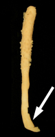 Sclerobelemnon theseus, showing peduncle