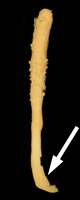 Sclerobelemnon theseus, showing peduncle Sclerobelemnon theseus, showing peduncle