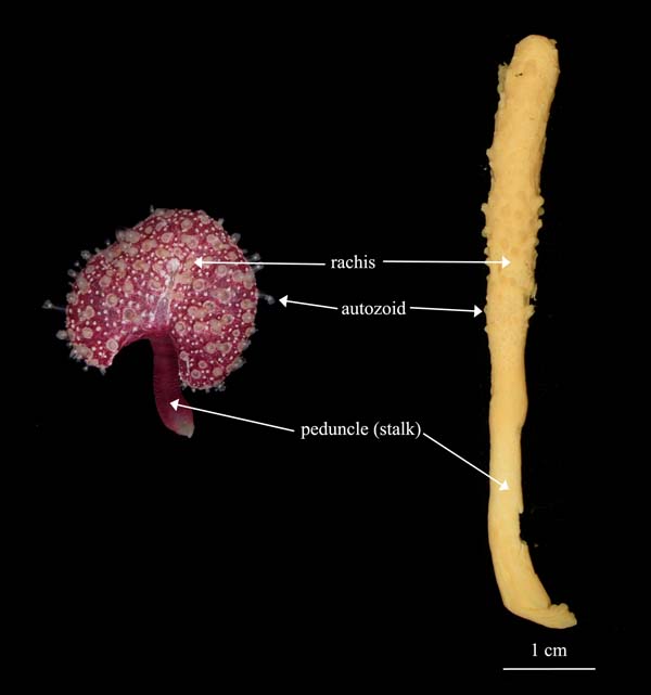 Pennatulaceans Renilla reniformis (left) and 