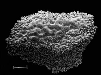 Plate sclerite of Scleranthelia rugosa var. musiva (USNM 54856). Scale bar = 100 µm. Image courtesy FM Bayer/Smithsonian Institution.