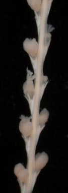 Stylatula elegans Stylatula elegans