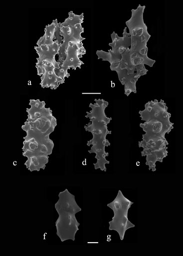 Sclerites of Telesto fruticulosa (S2690); a, b) fused sclerites from body wall; c-e) sclerites from body wall; f, g) anthocodial sclerites. 