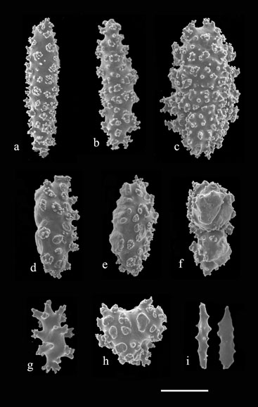 Telesto nelleae sclerites (USNM 61225); a-c) spindles from calyx wall; d-f) granular sclerites from calyx walls; g, h) sclerites from body wall; i) flat rods from polyp tentacle