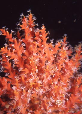 Telesto fruticulosa in situ, encrusted by red sponge.