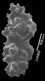 granular sclerite of Telesto fruticulosa