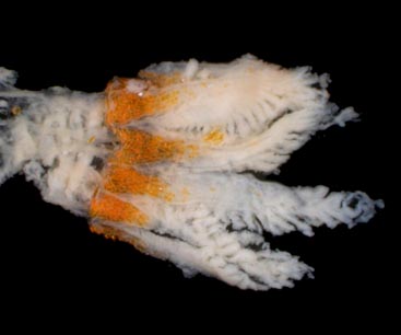 Telesto fruticulosa, preserved specimen, showing orange sclerites in proximal region of tentacle.