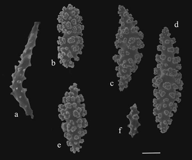 Thesea nivea sclerites (USNM 16836): a) curved rod from anthocodia; b-e) coenchymal sclerites; b) double head; e, c) double cones; d-f) spindles.
